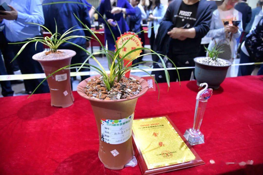 7852021首届三门峡市精品兰花展见闻