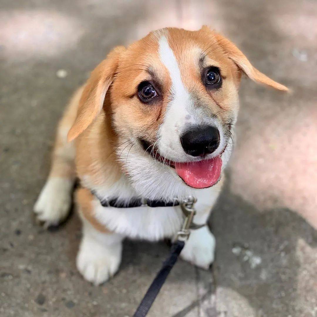 看到翻版自己的小三垂耳柯基的表情超好笑