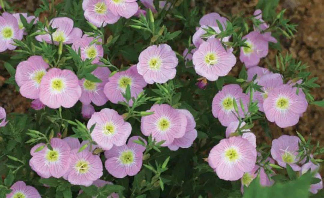 "月见,月见",这样一种白天开花的植物,为何却叫"月见草"呢?