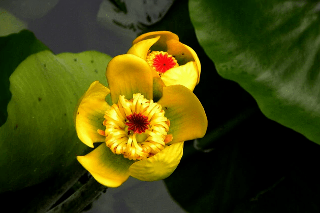 "是指生长在水面上的黄金莲,当有微风吹过时,叶子和花能在水上荡漾.