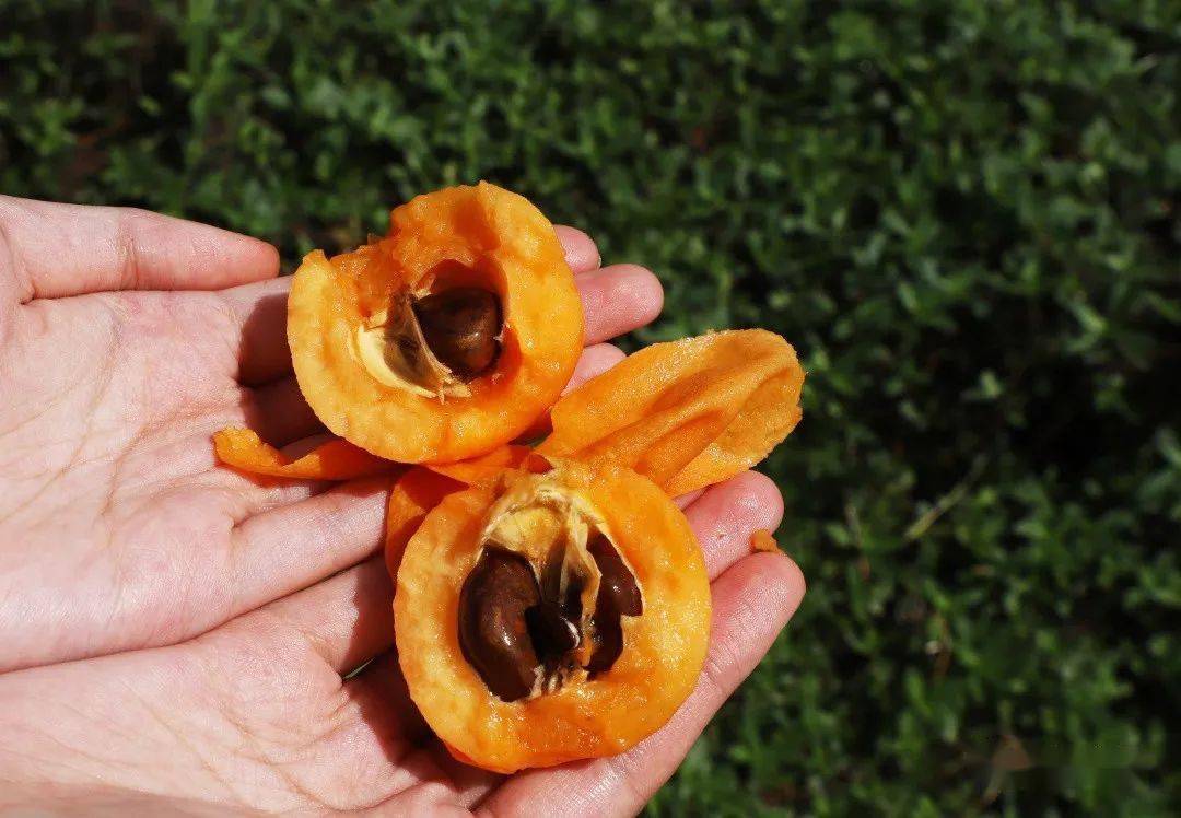 值得收藏安居全年水果采摘路线出炉