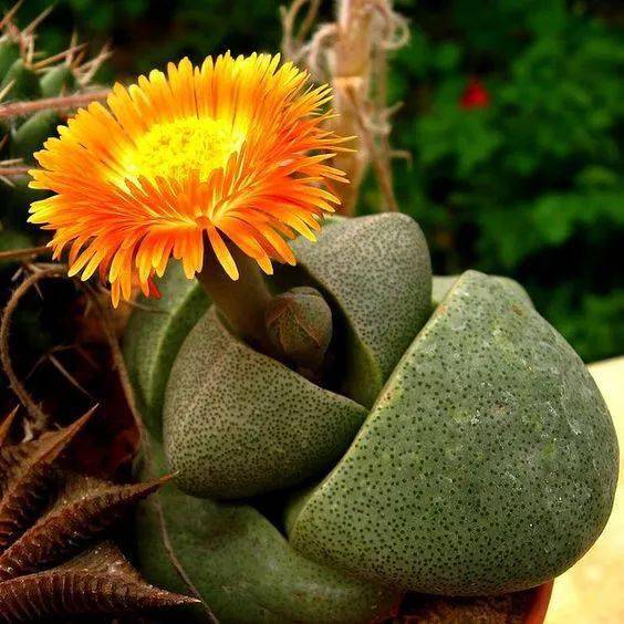 石生花绝美娇艳