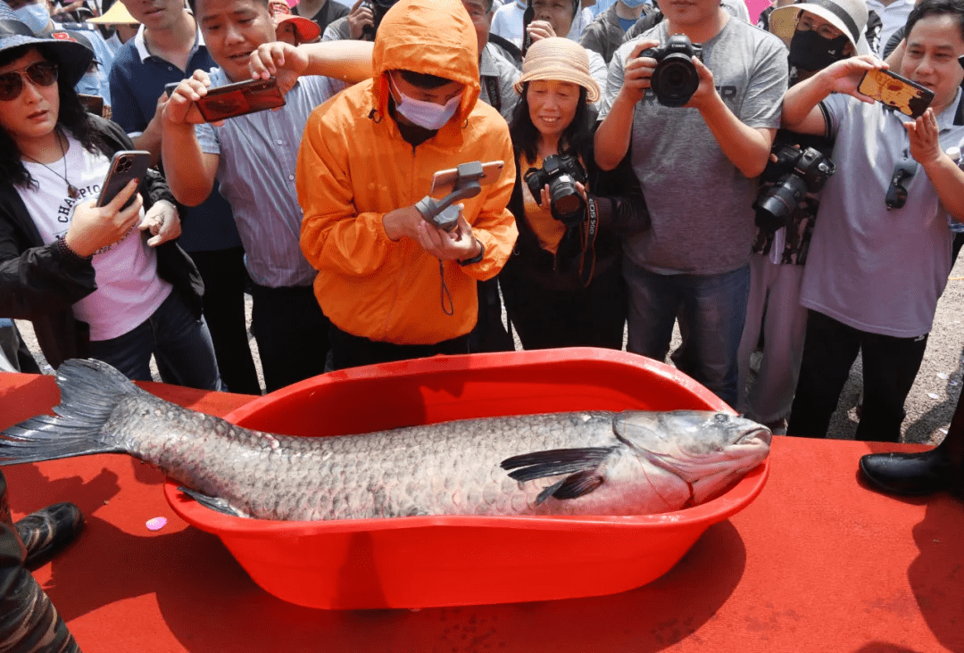 狂欢初夏鱼乐无限岩马湖首届捕鱼节开幕