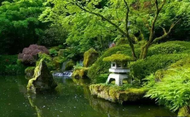 盛夏来袭扒一扒神奇的禅意景观植物