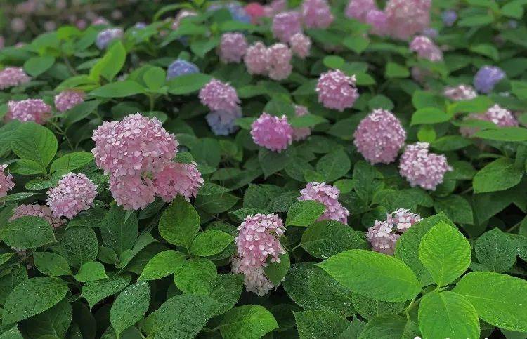 花开无尽夏 日本最美的紫阳花海在哪儿看 夏日