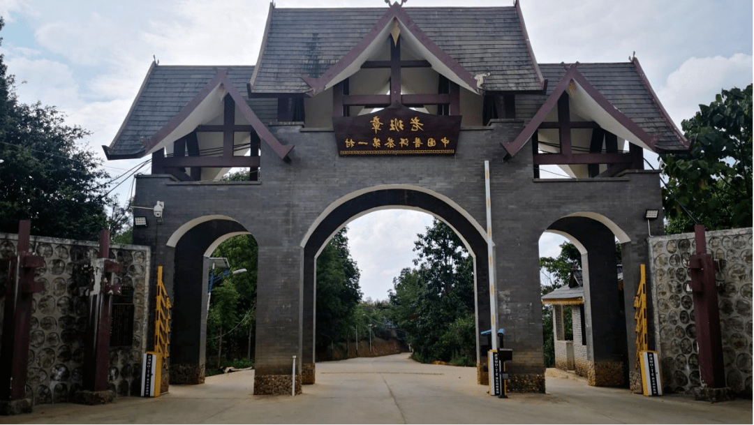 2007年身为老班章村第一个大学生的杨春平凭着所学财会专业的优势顺利