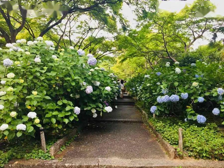 花开无尽夏 日本最美的紫阳花海在哪儿看 夏日