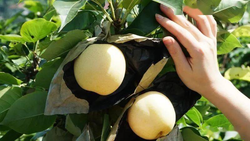 值得收藏安居全年水果采摘路线出炉