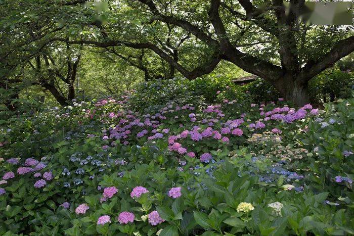 花开无尽夏 日本最美的紫阳花海在哪儿看 夏日