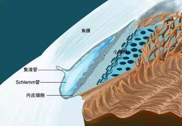 彩色立體圖)眼球的前房角顯微解剖圖(黑白)眼眶的骨壁解剖圖視網膜