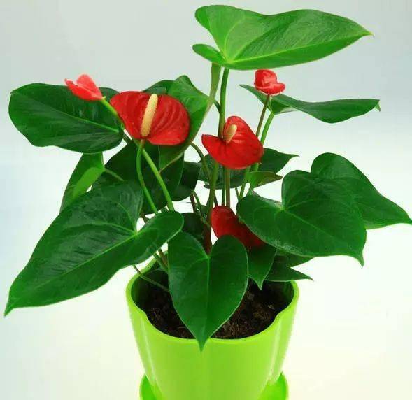 红掌花