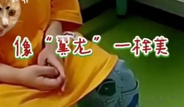 龙究竟有几个孩子 1c8a9d1a80fa4f47b1f3cb546062b65b.jpeg