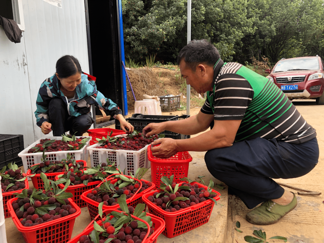 发耳杨梅熟了这个周末让我们尽享梅好时光