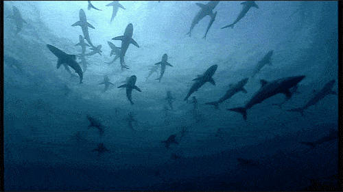 500_281gif 动态图 动图