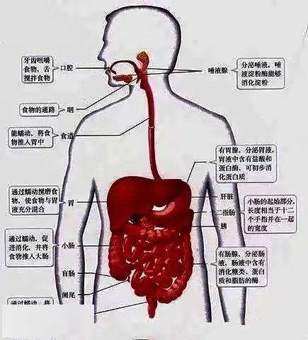 胃的原理是什么_胃左边是什么器官(2)