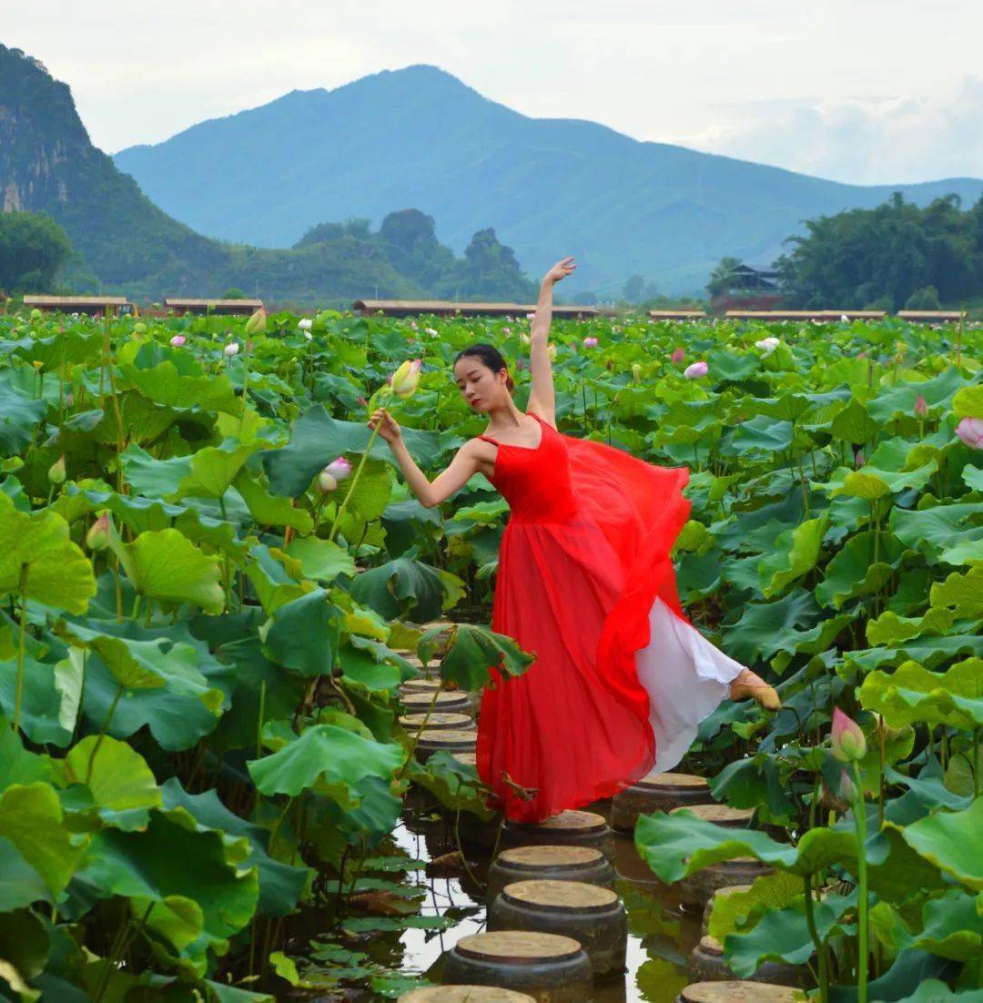 【九龙小镇荷花节5月29日出发-纯玩99元/人】一价全包一天游,九龙小镇