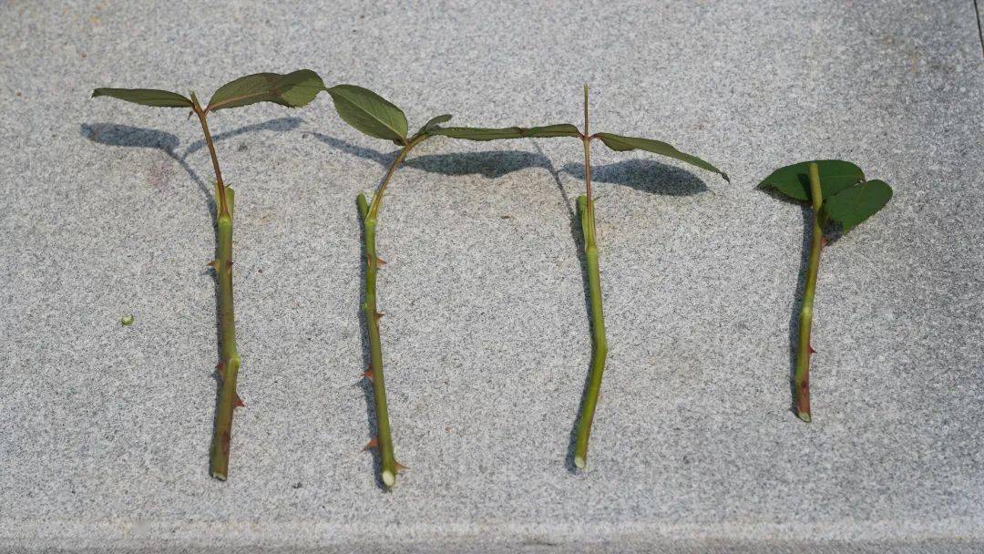 今天快来解放公园免费领取月季扦插枝条