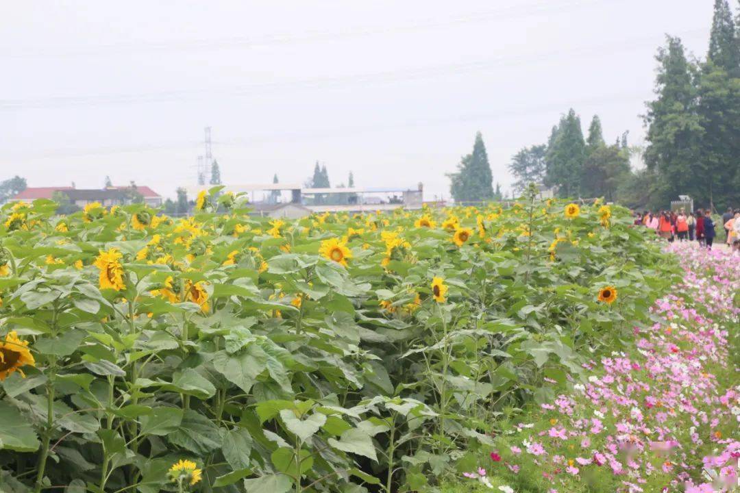 赏美景超美广汉第一波向日葵花田上线就在高坪镇园龙村