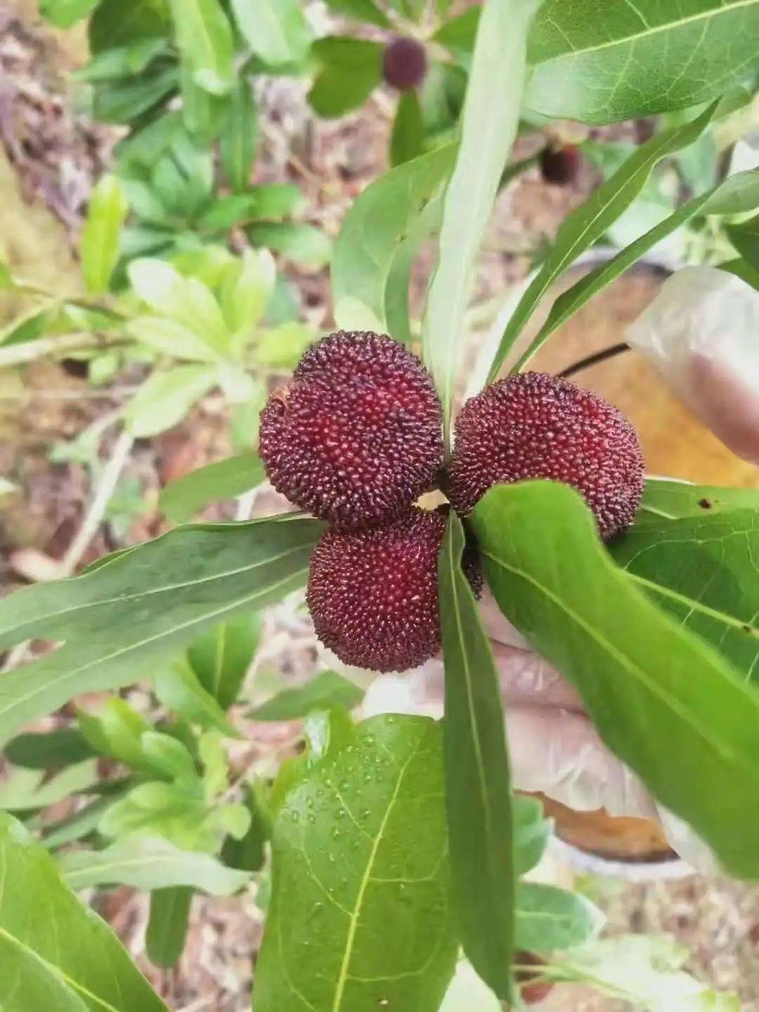 云南村光正好丨昆明晋宁甸心村小小杨梅让小山村扬眉吐气