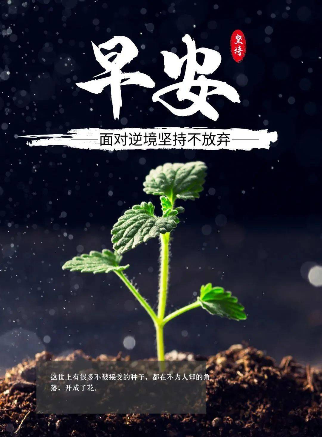 528早安新的一天新的开始
