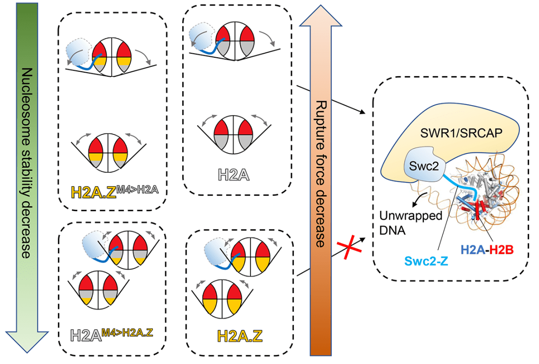 周政課題組在組蛋白變體的染色質組裝研究中取得新進展