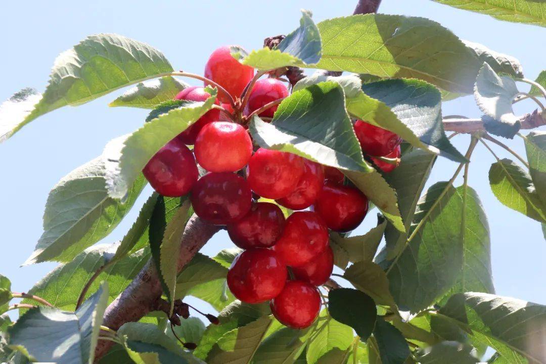 樱果飘香时节带您漫游百果谷