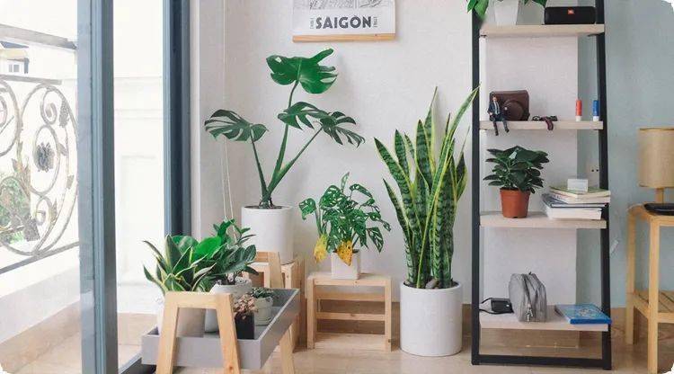 客厅最旺的植物是什么 52fe2498f9684b978196cd96f882a1ce.jpeg