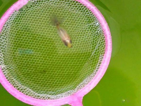 懶人繁殖金魚大法養金魚的水和日常維護技巧