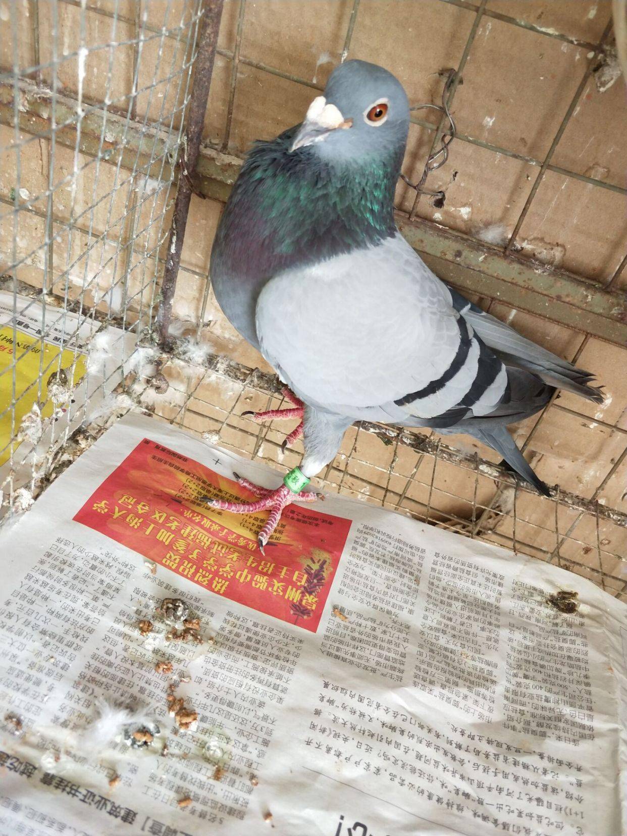 冠军赛鸽做种怎么用才容易成功 鸽子