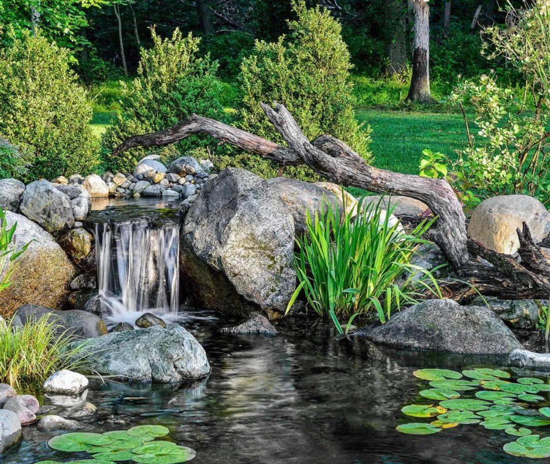 庭院的一汪水,消解心头的暑意