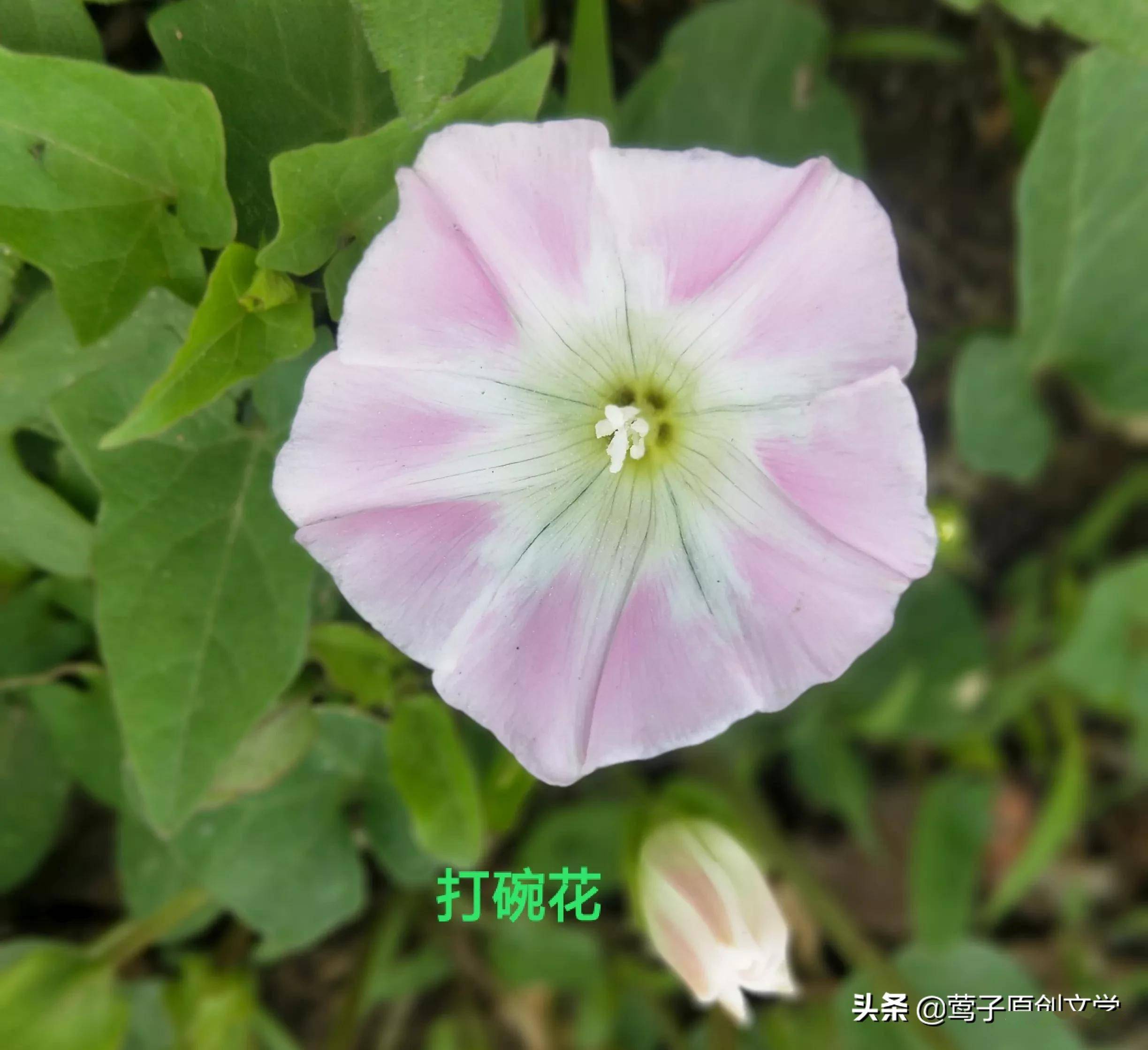 路边的野花不要踩 让它开 生命 路边的野花不要踩 让它开 生命