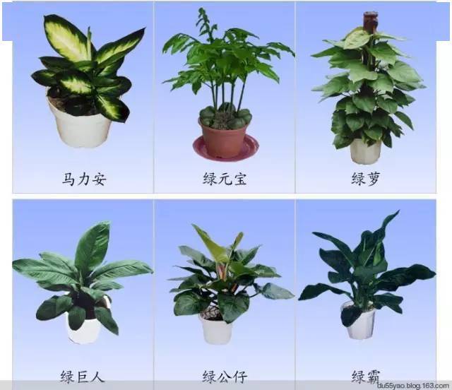 观叶植物名称大全图片