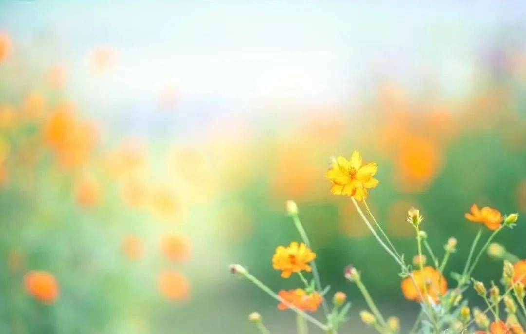拍照背景虚化自然 a2e5d3ee7c724ca6af6b9536a15950d7.jpeg
