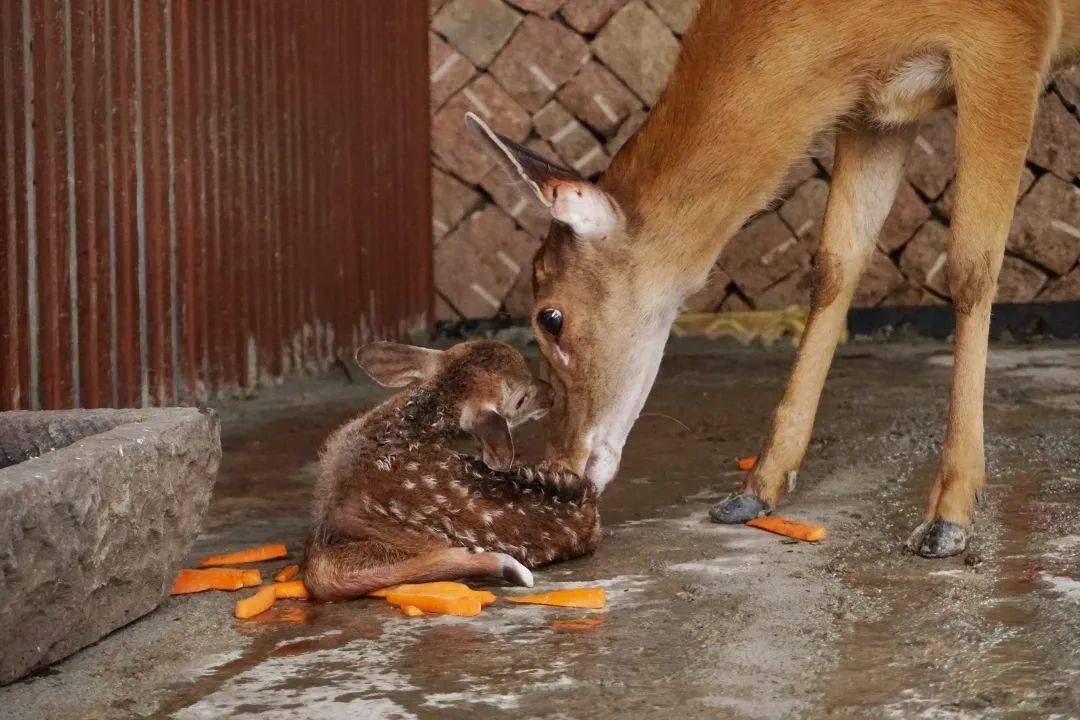 惊喜良渚古城遗址公园迎来今年首只梅花鹿宝宝
