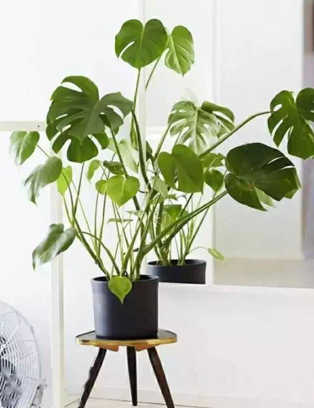 室内绿植高级感幸福树 afd0f7a88ae24e9d8bbdabccd436f575.jpeg