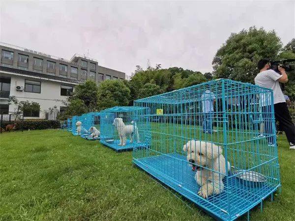 活动风采 18 杭州市开展21年度犬类领养活动热心市民成为狗狗新主人 文明