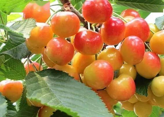 樱果飘香时节带您漫游百果谷