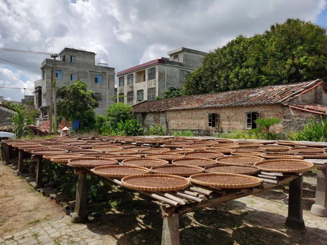 非遗调研|走进合浦乾江古镇,探寻沙谷米制作技艺