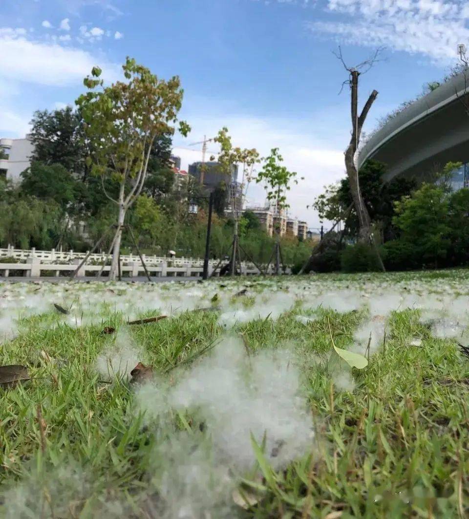 木棉花絮满天飞的伤感图片