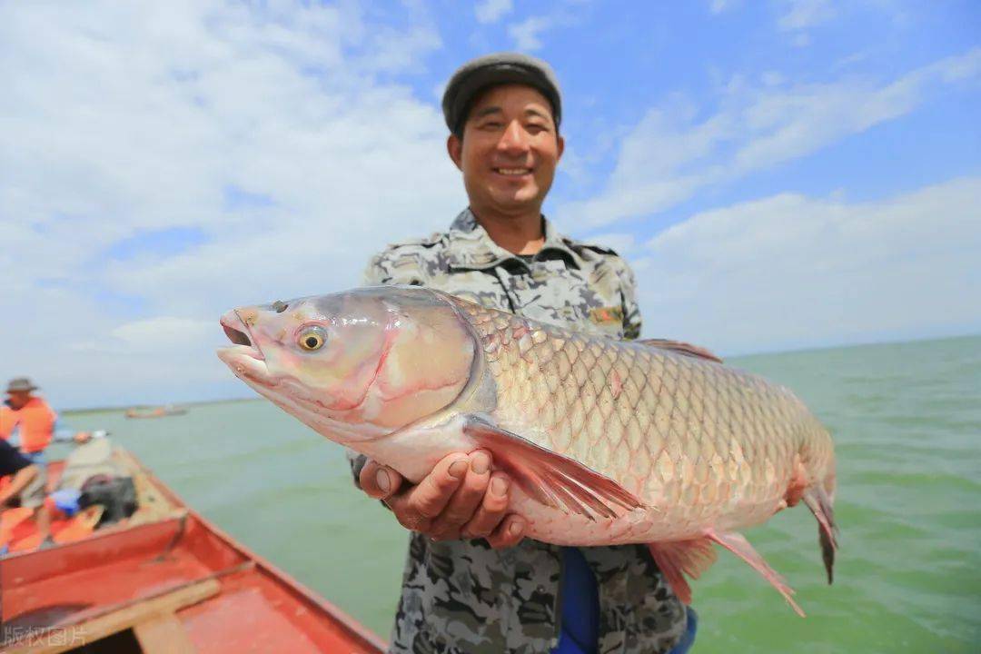 脆肉鲩,为什么非要喂蚕豆?