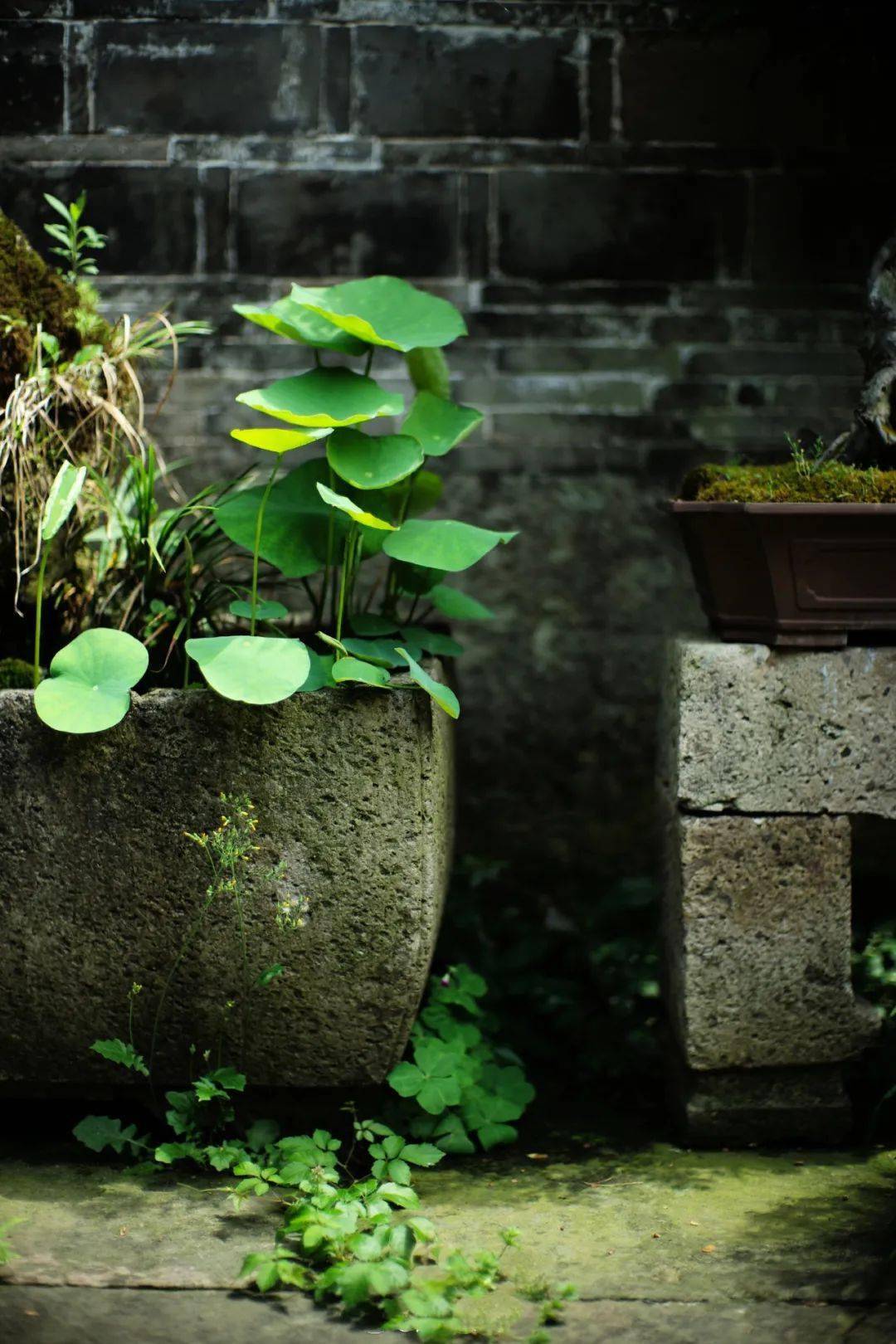心境| 夏时幽赏，闲情雅致_水天