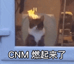 燃起来了猫咪表情包图片