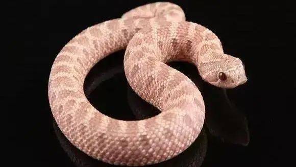 到小朋友的快乐哦~还有经典的4d过山龙,恐龙基因研究中心,疯狂火龙钻