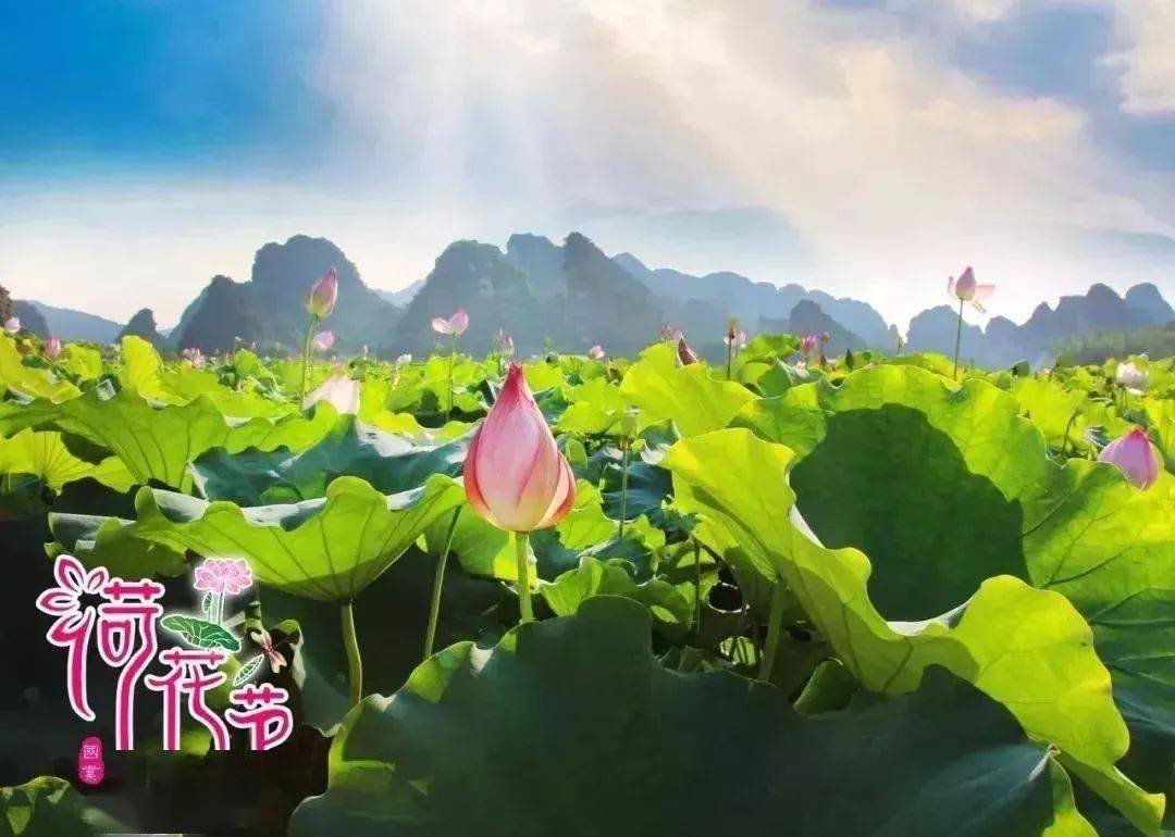 璀璨峰林荷您相约九龙小镇荷花节来了