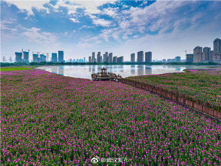 洪山区杨春湖生态公园数十万株鸢尾花盛开_武汉