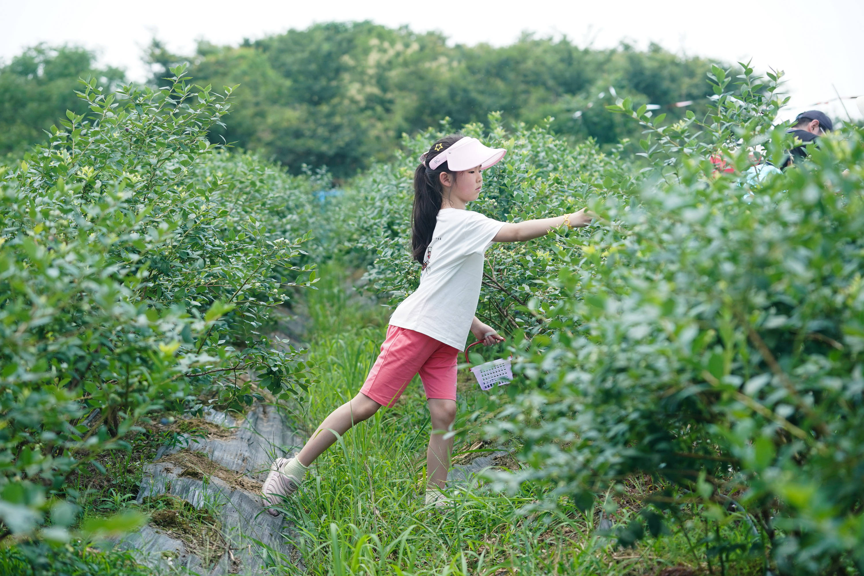 江苏溧阳:小蓝莓 大产业