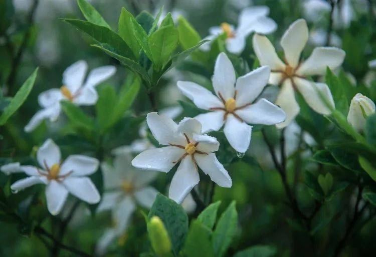 这个夏天,醉倒这片花海中~_栀子花