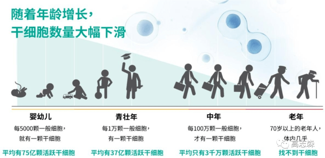 回输干细胞,给身体充电_人体