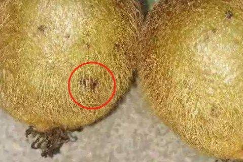 6月,猕猴桃补钙黄金期,千万别错过!_缺钙