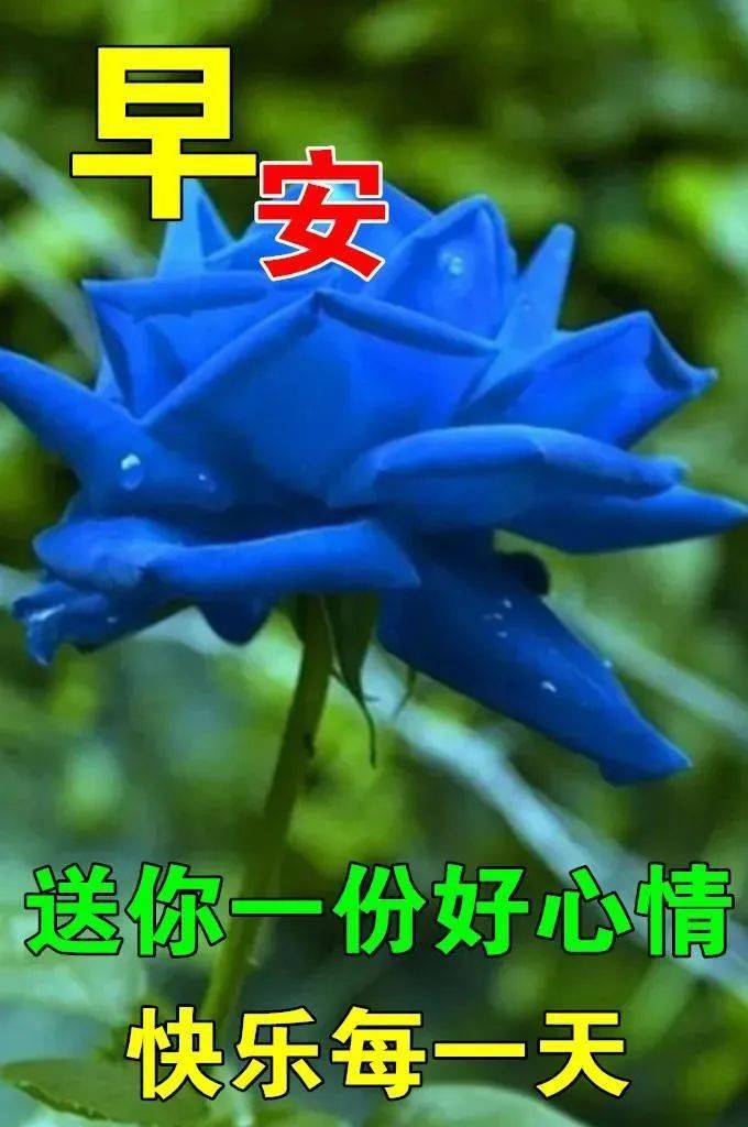 8張早上好動畫圖片鮮花帶字帶祝福語早安問候祝福鮮花圖片帶字溫馨